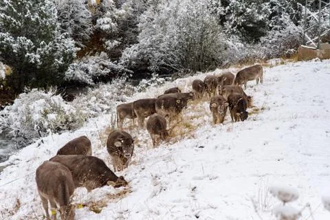 Herd of cows in the first snow in Bordes de Envalira, Canillo, Andorra Stock Photos