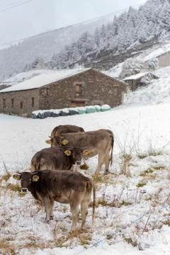 Herd of cows in the first snow in Bordes de Envalira, Canillo, Andorra Stock Photos