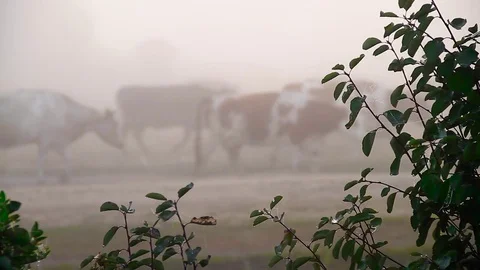 A herd of cows in the fog Stock Footage 80477239