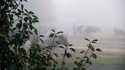 A herd of cows in the fog Video stock 80477247