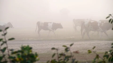 A herd of cows in the fog Stock Footage 80477459