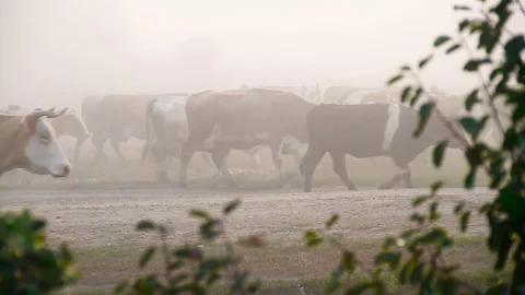 A herd of cows in the fog Stock Footage 80477476