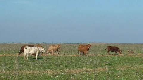 Herd of cows Video stock 139570