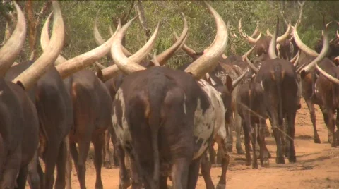 Herd of Cows Video stock 275633