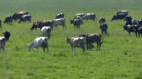 Herd of cows. Stock Footage 474649