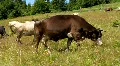 Herd of cows HD Footage
