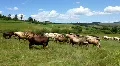 Herd of cows HD Footage