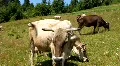 Herd of cows HD Footage