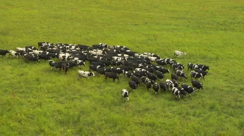 Herd of cows Stock Footage 2299935