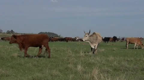 Herd of cows Stock Footage 12233745
