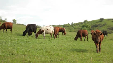 Herd of cows Stock Footage 25477812