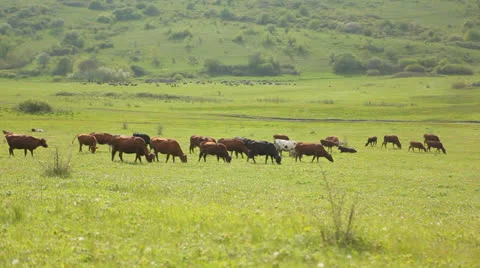 Herd of cows Stock Footage 25477906