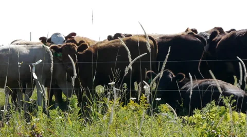 Herd of Cows Stock Footage 27493482