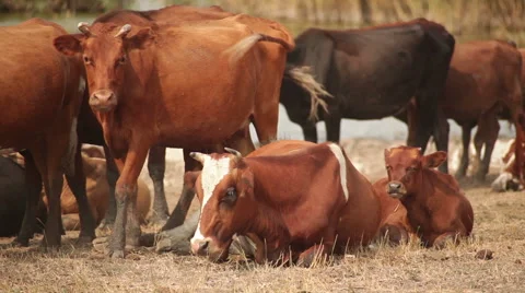 Herd of cows. Stock Footage 41088441