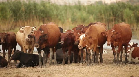 Herd of cows. Stock-Footage 41088971