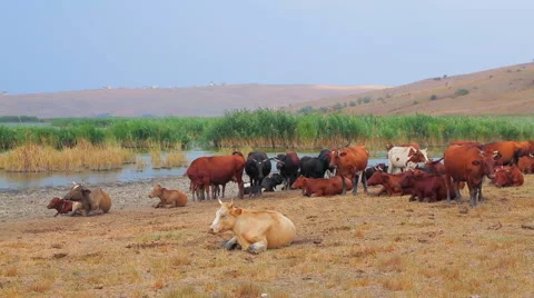 Herd Of Cows Video stock 41509773