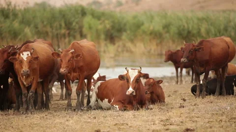 Herd Of Cows. Stock-Footage 49587091