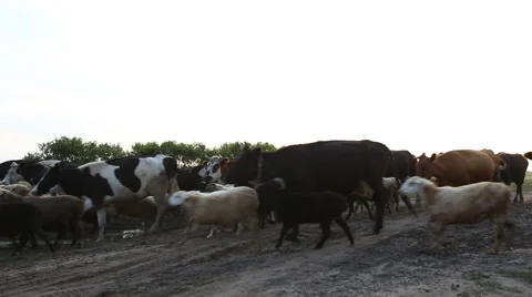 Herd of cows Vídeos de archivo 54272276