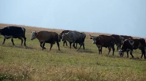 Herd of cows Stock Footage 55219795
