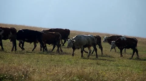 Herd of cows Stock Footage 55219833