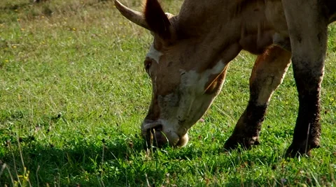 Herd of cows Stock Footage 55219860