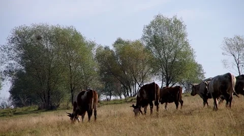 Herd of cows Stock Footage 55219883