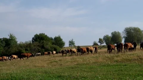 Herd of cows Stock Footage 55219899