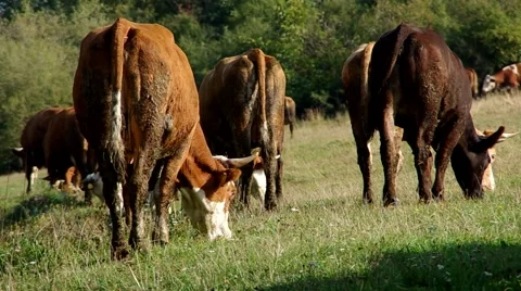 Herd of cows Stock Footage 55219917