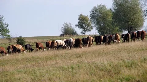 Herd of cows Stock Footage 55219926