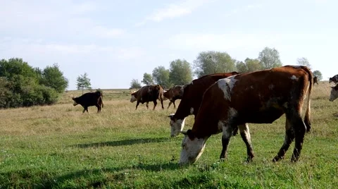 Herd of cows Stock Footage 55220020