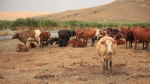 Herd of Cows Stock-Footage 76957601