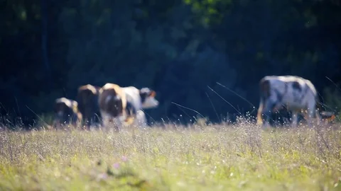 Herd of cows Stockbeeldmateriaal 79496596