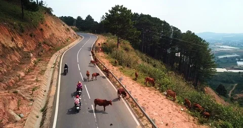 A herd of cows Stock Footage 88239704