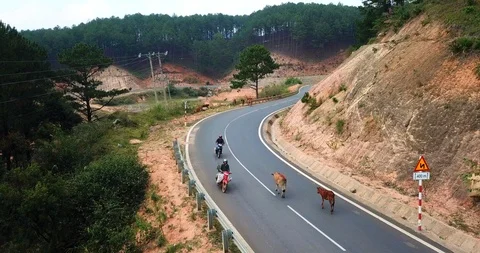 A herd of cows Video stock 88240136