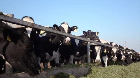 A herd of cows Video stock 94775924