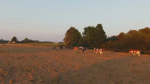 Herd of Cows Video stock 150193576