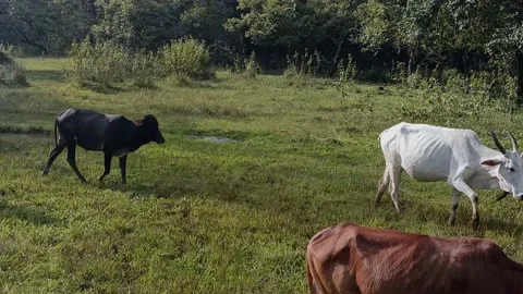 A herd of cows Stock Footage 212101669