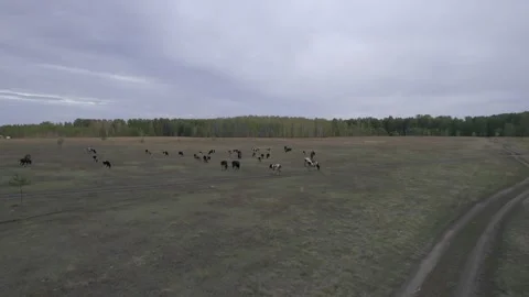 Herd of cows Stock Footage 254114712