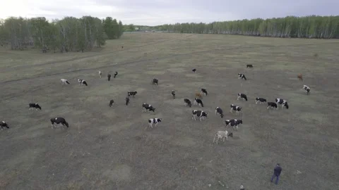 Herd of cows Stock Footage 254114713