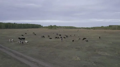 Herd of cows Video stock 254114724