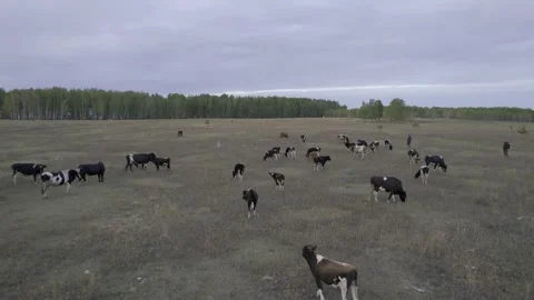 Herd of cows Stock Footage 254114727