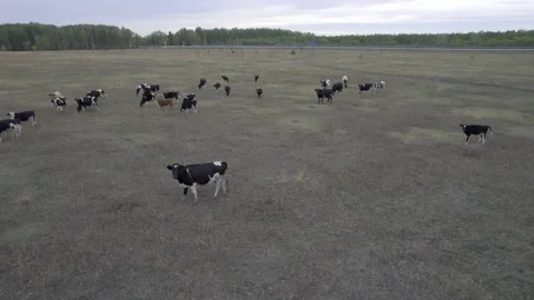 Herd of cows Video stock 254114748