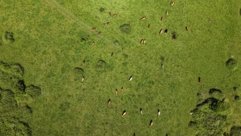 Herd of Cows Stock Footage 336938850