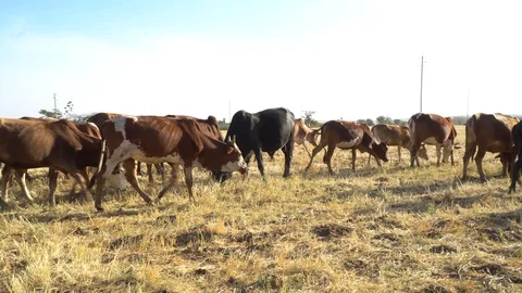 Herd of cows on forage land Stock Footage 107924414