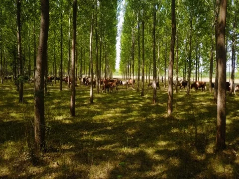 Herd of cows in the forest Stock Footage 77867490