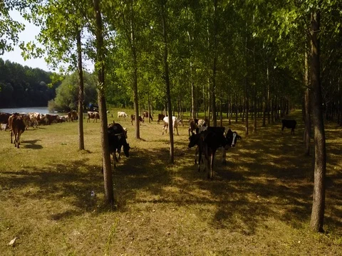 Herd of cows in the forest near river Stock Footage 77865272
