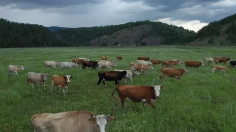 Herd of cows galloping across a lush green pasture Stock-Footage 311867106