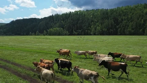 Herd of cows galloping across a vibrant green field Видео 284338960