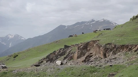 A herd of cows in the Georgian Caucasus mountains Vídeo Stock 87490950