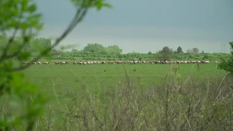 Herd of cows go into the distance. a shepherd chases a herd of cows Stock Footage 312805115